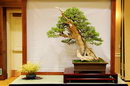 California Juniper Bonsai